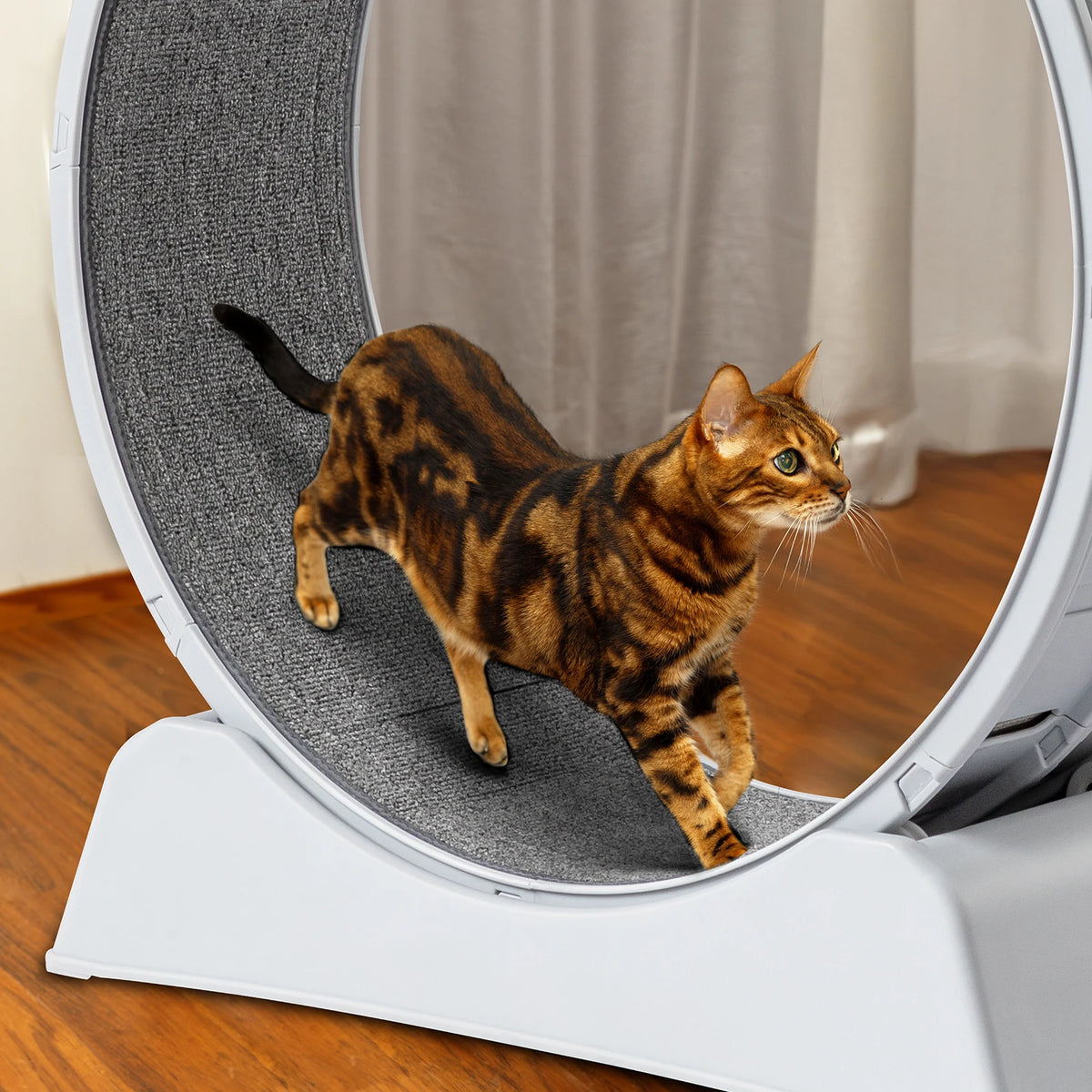 Interactive Cat Wheel Treadmill with Carpeted Runway